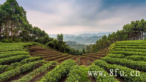 东方树叶最好喝的茶饮