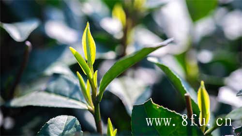 贡眉白茶的价格决定因素有哪些