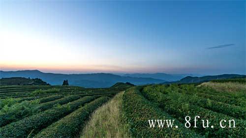福鼎白茶迎接崭新一年