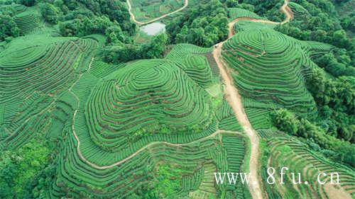 云南古树白茶与福建白茶的区别