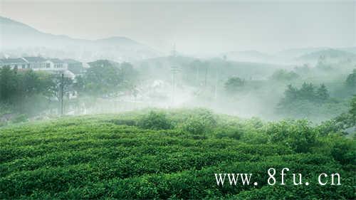 福鼎大白茶的茶树品种