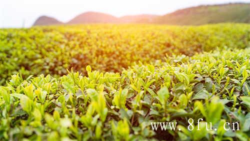 怎样正确开茶饼呢