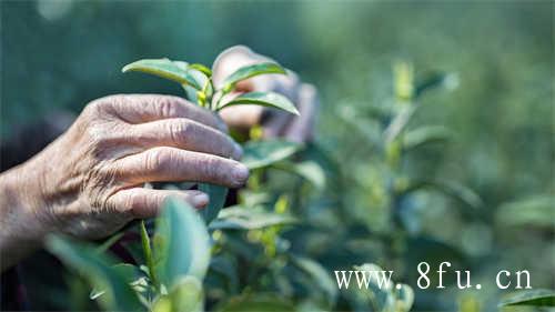 茶叶中的生物碱成分