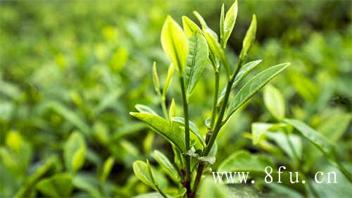 白茶的白牡丹新茶阶段花香馥郁