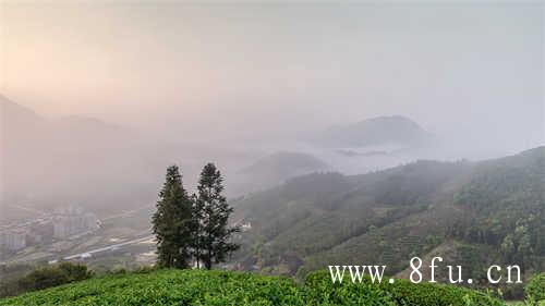 雷高岭老师立冬喝茶