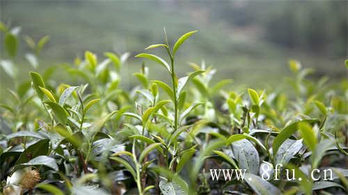 白茶寿眉的茶根图片