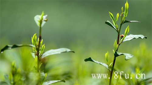 大沁白茶·花香白牡丹包装展示