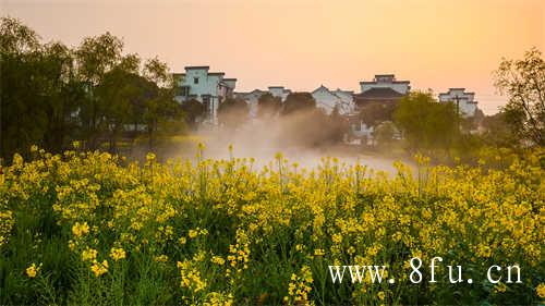 福鼎白茶制茶师研习班成功举办