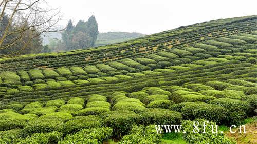 白桃乌龙茶冷泡