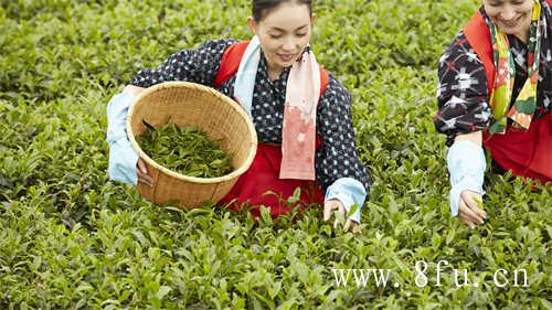 夏天喝普洱熟茶有什么讲究