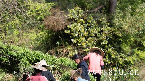 现在中国普洱茶十大品牌