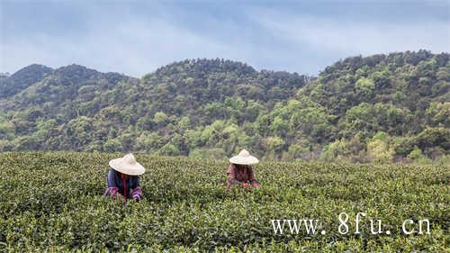 茶#茶树品种福鼎大白茶