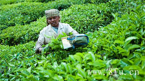 白茶的白牡丹新茶阶段花香馥郁