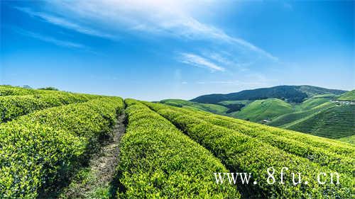 撬白茶饼的工具选用的是茶刀