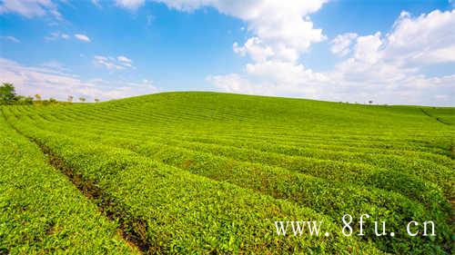 什么是荒野茶以及荒野茶的特点