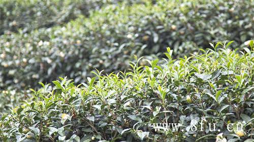 福建白茶产区分布在哪些地方