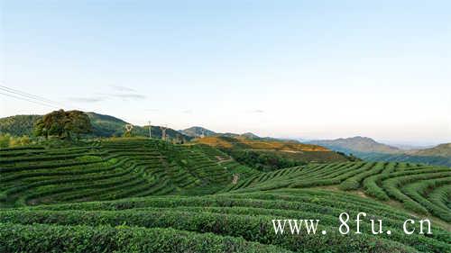 福鼎白茶原产地有哪些