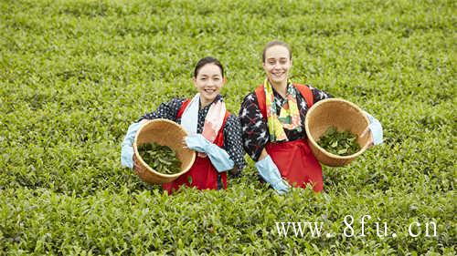 福建福鼎白茶和政和白茶的区别