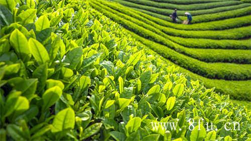 中国白茶第一镇柏柳村