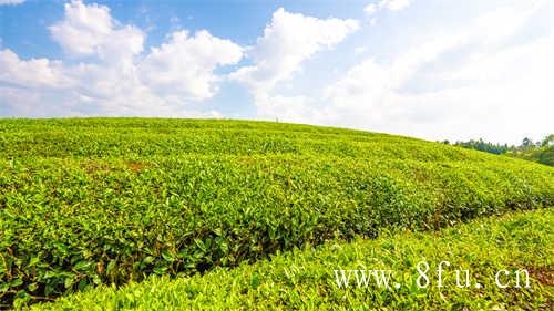 寿眉是白茶中低端茶吗