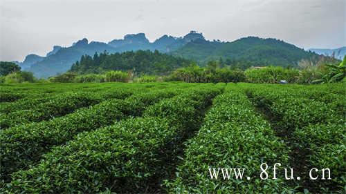 白茶的功效与作用白茶是什么茶