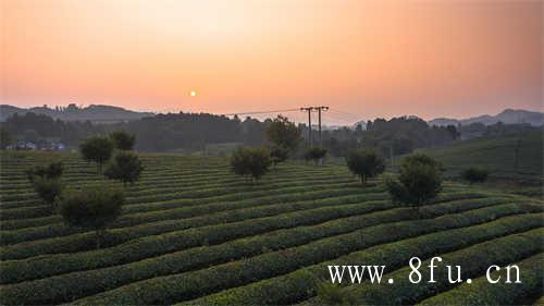 福鼎白茶茶饼能保存多长时间