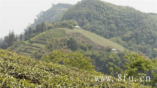 白茶压饼好还是散茶好