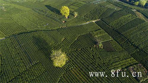 福鼎白茶茶饼存放方法