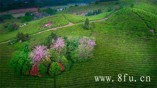 八马六大茶类十大茗茶选择标准