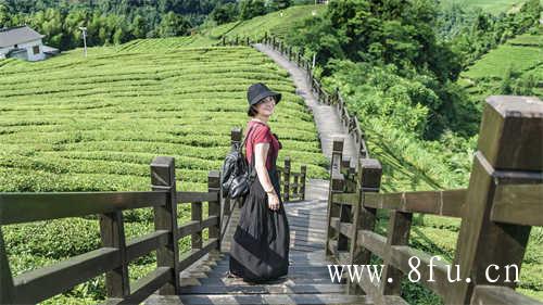 你喝过哪些好喝的茶叶