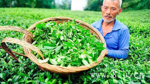 白茶压饼好还是散茶好