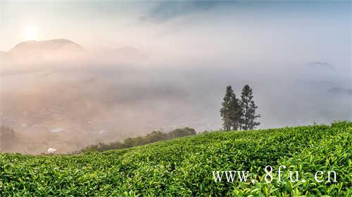 白茶产地在哪里白茶产地在哪里