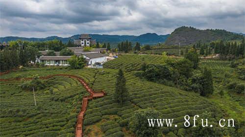 中茶福建公司出口白茶的历史