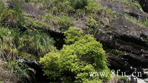 如何用110毫升盖碗冲泡茶