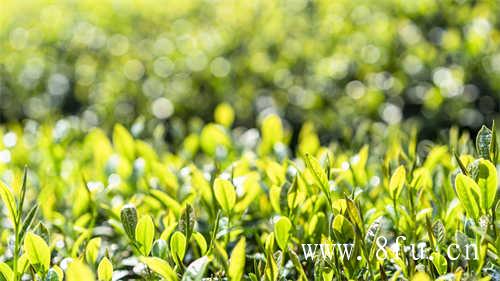 福鼎白茶与其他茶叶一样