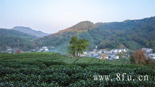 特级老白茶寿眉茶饼价格