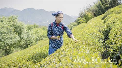 白毫银针为什么没有枣香