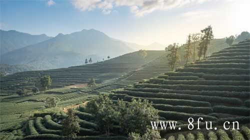 白茶越陈越香你会存茶吗