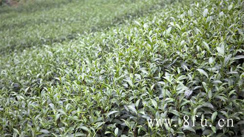 福鼎特级老白茶寿眉茶饼价格