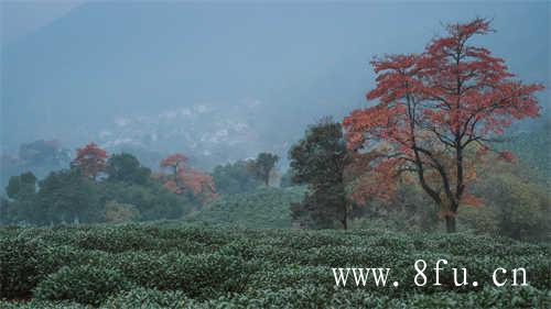 中庸之茶白茶