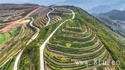 台湾冻顶乌龙茶