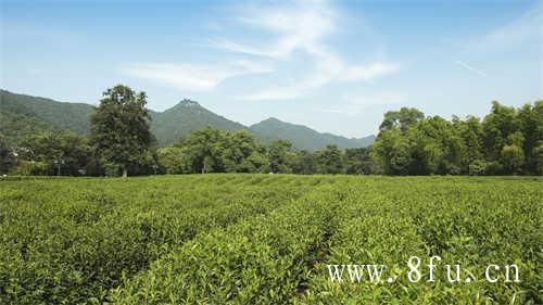 2013年伯韵白茶芽头银针开采