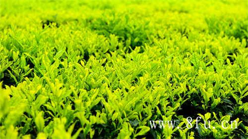 寿眉怎么做才能泡出好喝的茶汤