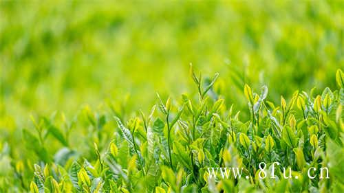 寿眉是白茶中低端茶吗
