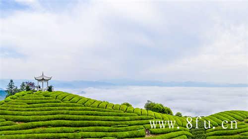 春节送礼必备的几款白茶礼盒