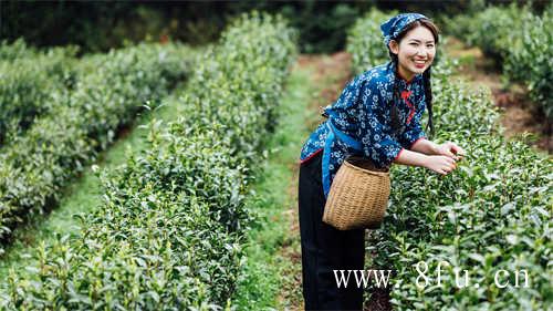 正确冲泡老寿眉茶的方法有哪些