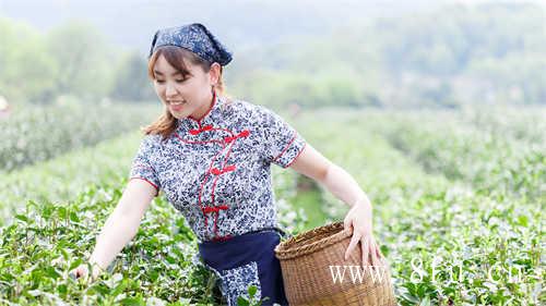 66元的老白茶怎么喝