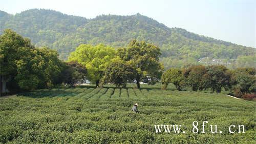 什么是荒野茶以及荒野茶的特点