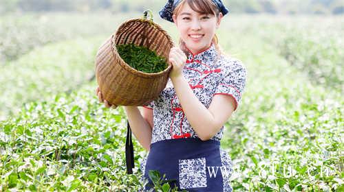 一年茶三年药七年宝寿眉