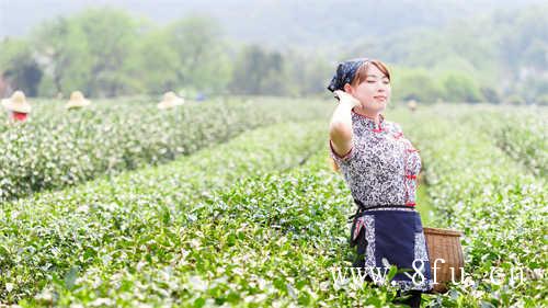 闽南·乌龙台湾·乌龙茶